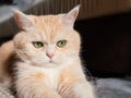 Beautiful cream tabby cat with green eyes sitting on the carpet resting from the games Royalty Free Stock Photo