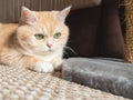 Beautiful cream tabby cat with green eyes sitting on the carpet resting from the games Royalty Free Stock Photo
