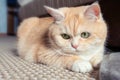 Beautiful cream tabby cat with green eyes sitting on the carpet resting from the games Royalty Free Stock Photo