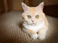 Beautiful cream tabby cat with green eyes sitting on the carpet resting from the games Royalty Free Stock Photo