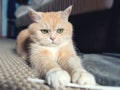 Beautiful cream tabby cat with green eyes sitting on the carpet resting from the games Royalty Free Stock Photo