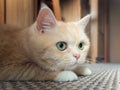 Beautiful cream tabby cat with green eyes sitting on the carpet resting from the games Royalty Free Stock Photo