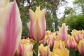 Beautiful cream yellow and pink tulip in a tulip field.