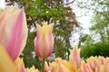 Beautiful cream yellow and pink tulip in a tulip field.