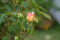 A beautiful creamy rose in a green soil background.