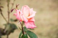 A beautiful creamy rose in a green soil background.