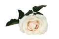 Beautiful creamy white rose