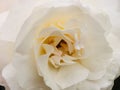 White creamy rose close-up view. Marco photo.