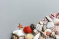 Beautiful creative nautical summer background. Sea shells of different shapes and colors on gray stone