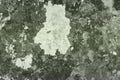 Vintage vintage lichen on stone texture - wonderful abstract photo background