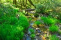 Beautiful Creek at the top of Mt Tamalpais in the hiking trail to the Cataract Waterfalls