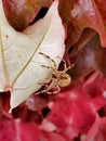 Beautiful creepy spider in London