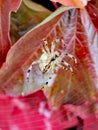 Beautiful creepy spider in London