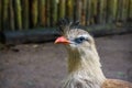 Beautiful crested cariama face in closeup, tropical bird from the amazon of brazil