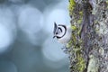 European crested tit Lophophanes cristatus.