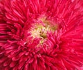 Beautiful crimson aster flower on white, closeup