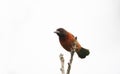 Beautiful Crimson-backed Tanager Ramphocelus dimidiatus