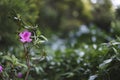 Beautiful crimson flower on the branch on the background of the Bush.Bush of rich green color.