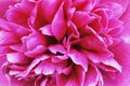 Beautiful crimson peony flower, pink