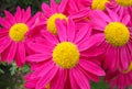 Beautiful crimson Pyrethrum flowers, close-up Royalty Free Stock Photo