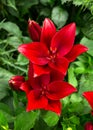 Beautiful crimson red lily flowers in summer garden Royalty Free Stock Photo