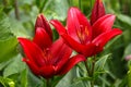 Beautiful crimson red lily flowers in summer garden Royalty Free Stock Photo