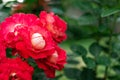 Beautiful crimson rose gallica in a green garden. Floral background. Soft selective focus