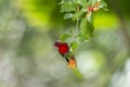 Crimson Sunbird Aethopyga siparaja bird Royalty Free Stock Photo