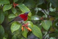 Crimson Sunbird Aethopyga siparaja bird Royalty Free Stock Photo