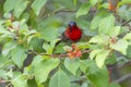 Crimson Sunbird Aethopyga siparaja bird Royalty Free Stock Photo