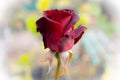 beautiful crimson young rose in the morning garden. Royalty Free Stock Photo