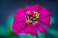 Beautiful crimson zinnia flower. Close-up of blooming zinnia flo