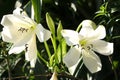 Beautiful Crinum moorei flowers, Natal Lily, White Lily is blooming in garden.