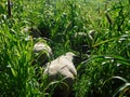 Closeup view. Herd Hampshire Sheep grazing in a very high Pearl Millet, seeded tops, Plantation field shimmering in the sun