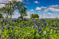 A Beautiful Crisp View of a Field Blanketed with the Famous Texas Bluebonnet (Lupinus texensis) Wildflowers. Royalty Free Stock Photo