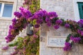 Beautiful croatian number plate of the road with bougainvillea flower in Split, Croatia.