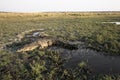 Beautiful Crocodile in African landscape and scenery Royalty Free Stock Photo