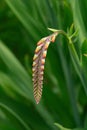 Beautiful crocosmia flower buds against background of green foliage