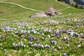 Beautiful crocus alps wild flower blooming on Alps