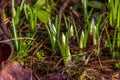 Beautiful crocus buds with water droplets in early spring. Primroses in the garden Royalty Free Stock Photo