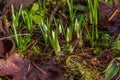 Beautiful crocus buds with water droplets in early spring. Primroses in the garden Royalty Free Stock Photo