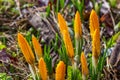 Beautiful crocus buds with water droplets in early spring. Yellow primroses in the garden Royalty Free Stock Photo