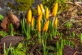 Beautiful crocus buds with water droplets in early spring. Yellow primroses in the garden Royalty Free Stock Photo