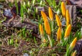 Beautiful crocus buds with water droplets in early spring. Yellow primroses in the garden Royalty Free Stock Photo