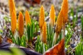 Beautiful crocus buds with water droplets in early spring. Yellow primroses in the garden Royalty Free Stock Photo