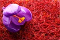 Beautiful crocus flower on dried saffron, closeup. Space for text