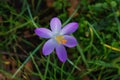 Beautiful crocus flower . The first spring flowers. Family iris, violet croci. Top view Royalty Free Stock Photo