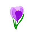 Beautiful crocus flower, spring flower. Purple flower on a white background. Bouquet, bud, petal, blooming Royalty Free Stock Photo