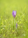 Beautiful crocus flower Royalty Free Stock Photo