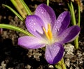 Beautiful crocus flower with water drops in the garden Royalty Free Stock Photo